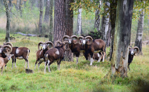 24_Žvėrių aptvaras (3).jpg